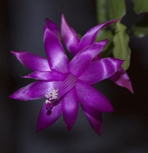 Amazon.com : Purple Christmas Cactus Plant - Zygocactus - 4" pot ...