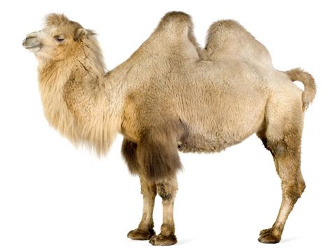 Bactrian Camel - Diet, Pictures, Facts, Habitat, Behavior, Life Cycles ...