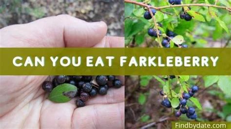 Fruit That Starts With F | Fruits Name