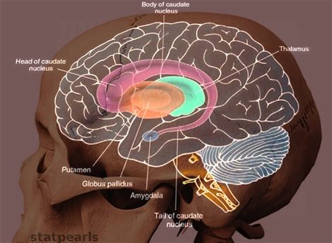 Neuroanatomy, Putamen - StatPearls - NCBI Bookshelf