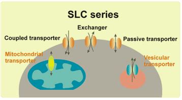 SLC Tables