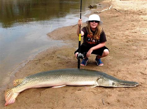 Spotted Gar Alligator Gar Teeth / The main two gar species in florida are the florida gar and ...