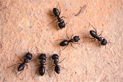 How to Get Rid of Black Ants in Kitchen, Naturally and Best ways ...