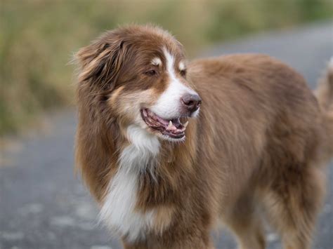 77+ Border Collie Herding Dog Breeds - l2sanpiero