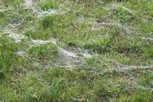 Ballooning Spiders - Some Sure Love To Do It! - Jake's Nature Blog