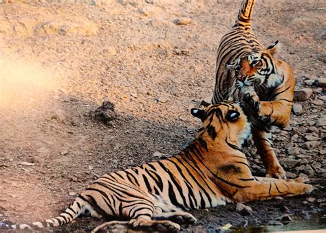 7 Best Wildlife National Park in Rajasthan - Tusk Travel Blog