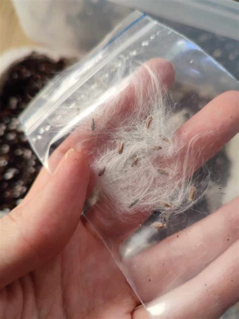 Hoya Seeds: The Key to Growing Stunning Indoor Wax Plants - Plants Craze