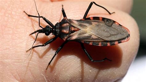 Deadly ‘kissing bug’ that kills thousands needs to be taken seriously now | Fox News