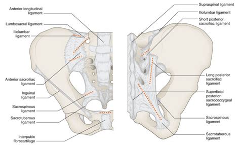 Ligaments of Pelvis | Epomedicine