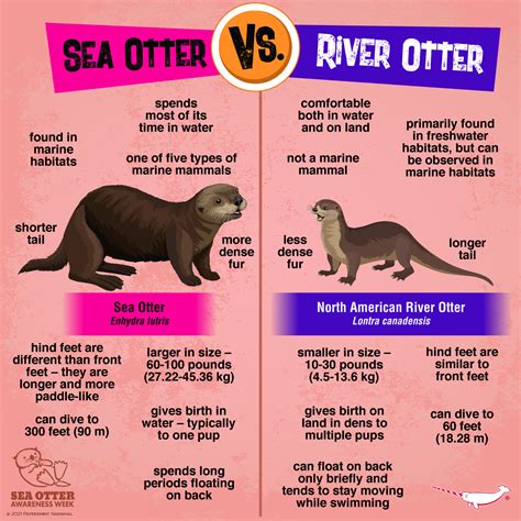 VERSUS: Sea Otter vs. River... - Peppermint Narwhal Creative