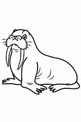 Coloring Walrus  Drawing For Children And sketch template
