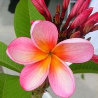 Bahamas National Flower | Best Flower Site