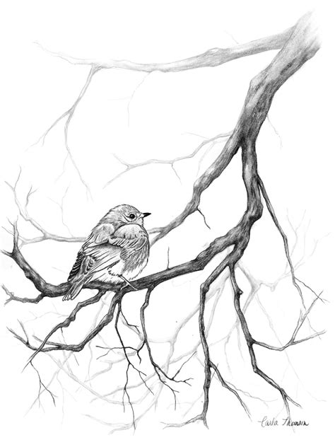 Original Charcoal Drawing Bird on Tree Branch Print of Black - Etsy Canada
