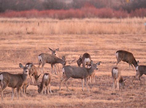 Hunt Draw and Licenses - Arizona Game & Fish Department