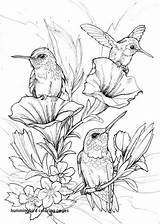 Hummingbird Coloring Page At GetColoringscom  Free printable sketch template