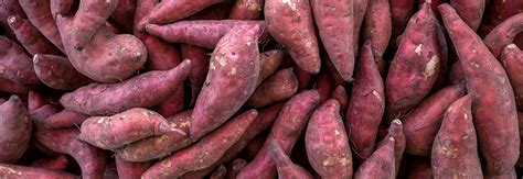 Sweet Potato Storage Research Aids Success for Growers | IVI Blog