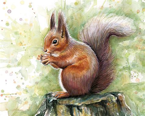 Squirrel Watercolor Art Painting by Olga Shvartsur