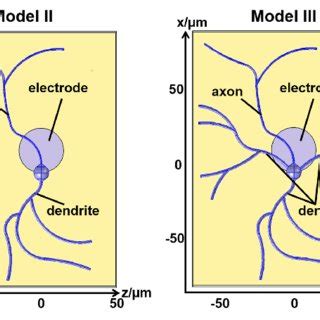 Schematic drawing of the model I (side view). The colors indicate ...