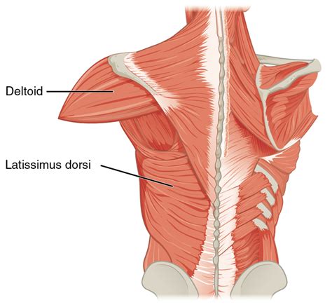 Latissimus Dorsi Muscle Origin And Insertion