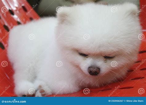 Sleeping Pomeranian stock image. Image of pomeranian - 232056267