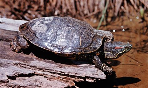 Terrapin | Freshwater, Marsh, Aquatic | Britannica