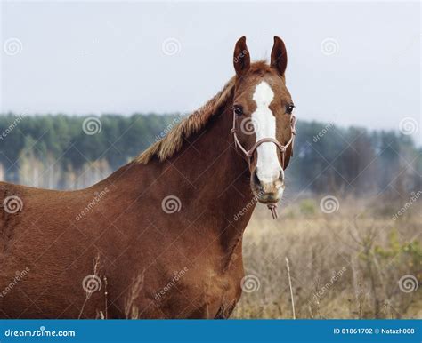 El Caballo Con Un Resplandor Blanco En Su Cabeza Se Está Colocando En El Fondo Del Bosque Del ...