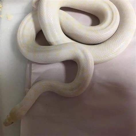 10 Children's Python Morphs (With Pictures) - ReptileHow.com