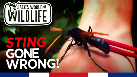 Tarantula Hawk Wasp Sting GONE WRONG!! - YouTube