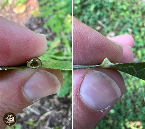 How to Identify Wild Lettuce and Look Alikes - Feral Foraging