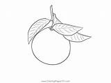 Mandarin Orange 1 Coloring Page For Kids  Free sketch template