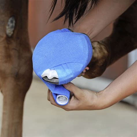 How to Apply a Poultice to Your Horse - Your Horse