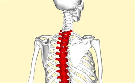 T1 - T8 Vertebrae Spinal Cord Injury | SpinalCord.com