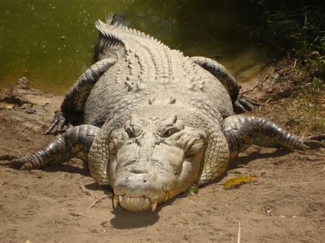 File:Saltwater crocodile.jpg - Wikimedia Commons