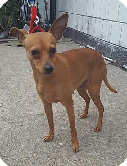 Brown Chihuahua Min Pin Mix - Pets Lovers