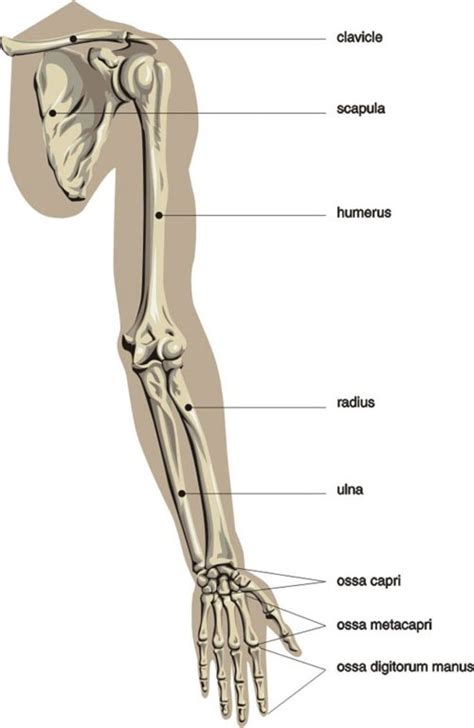 Bone Archives - Human Anatomy Body | Arm anatomy, Anatomy bones, Human ...