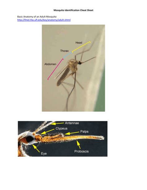 Mosquito Identification Cheat Sheet