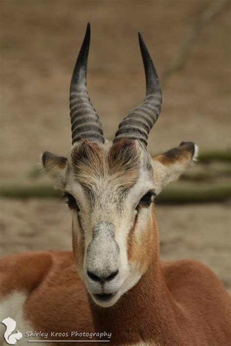 Dama Gazelle | Pet birds, African animals, Animal heads