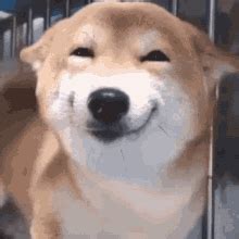 Cute Dog GIFs to Brighten Your Day