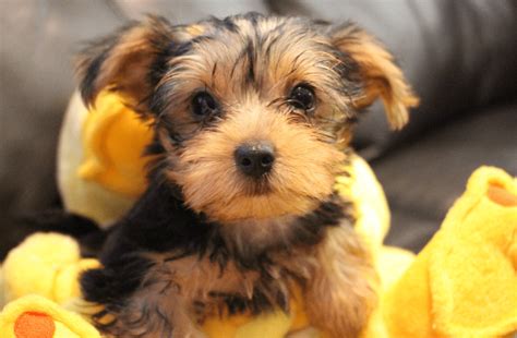 Yorkshire Blend - 15 Of The Cutest Yorkshire Terrier Mixes - Animal Corner