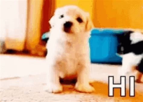 Hi Dog GIF - Hi Dog - Discover & Share GIFs