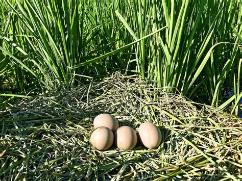 Nesting Shorebirds and Waterbirds : Calrice