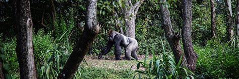 Bwindi Impenetrable National Park | Bwindi Impenetrable Forest | Wild Voyager