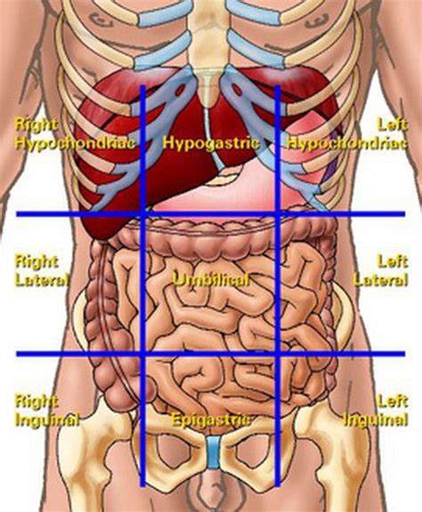 liver location in abdomen quadrants | Nursing (Anatomy) | Liver location, Nursing assessment ...