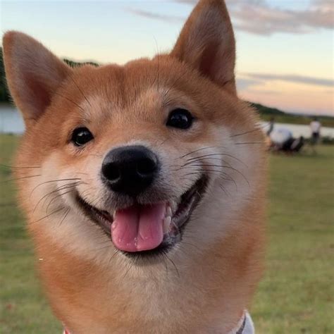 Lovable Shiba Inu Always Has a Happy Grin on His Face