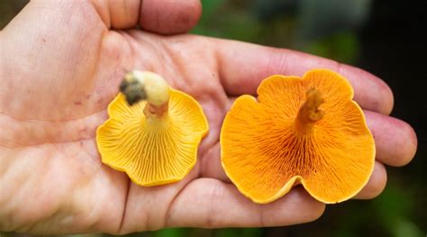 Chanterelle vs. Its Imposters: Identifying Chanterelle Look Alikes - Foraged - Foraged