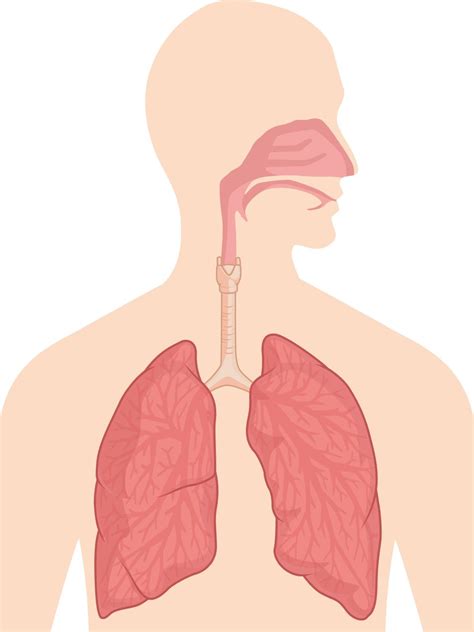 Respiratory Breathing System Body Organ Anatomy Diagram Vector Drawing ...