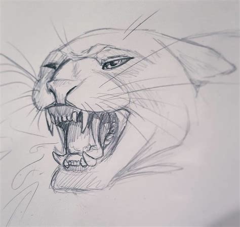 Panther Face Drawing at PaintingValley.com | Explore collection of ...