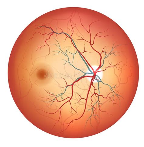 Retina anatomy diagram - danmoli