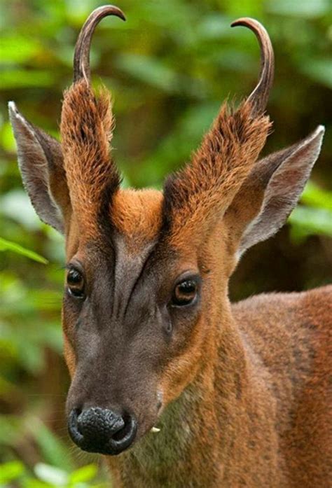 Barking deer aka the muntjac. Muntjacs are one of the smallest species of deer on the planet ...