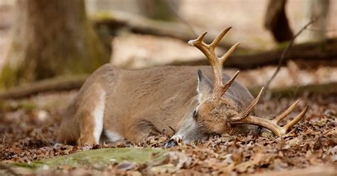 How Do Deer Sleep? (Deer Sleep Habits & Behavior) - World Deer